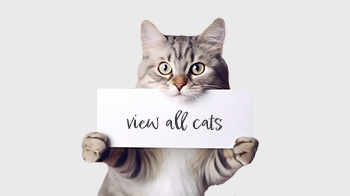View All Cats